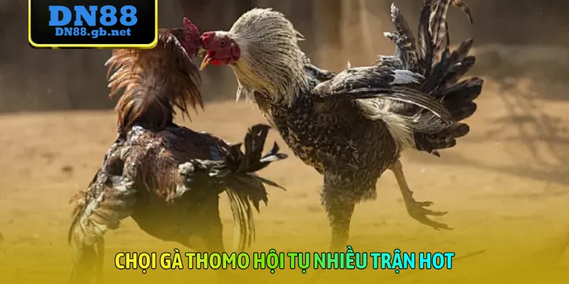 Chọi gà Thomo hội tụ nhiều trận hot