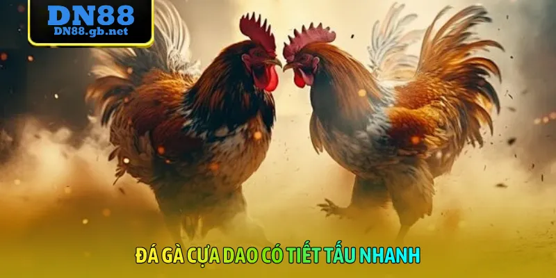 Đá gà cựa dao có tiết tấu nhanh