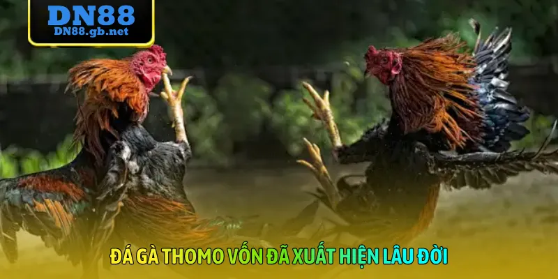 Đá gà Thomo vốn đã xuất hiện lâu đời