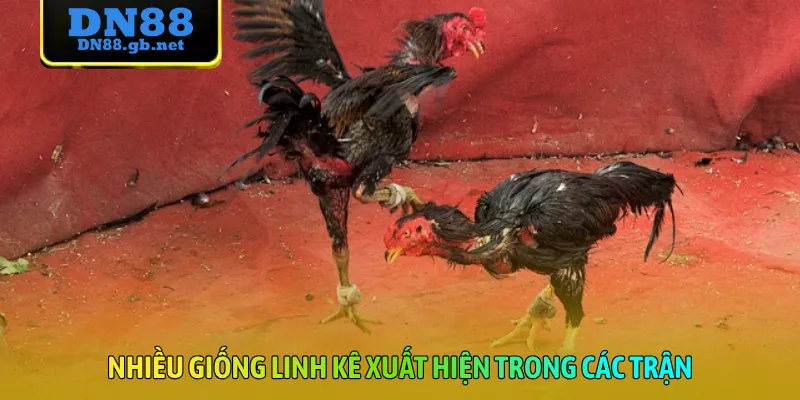 Nhiều giống linh kê xuất hiện trong các trận
